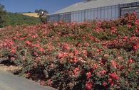 Groundcover roses are useful for covering banks or walls.