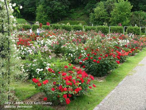 Roses in a traditional garden setting.