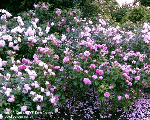 Hybrid tea and grandiflora roses.