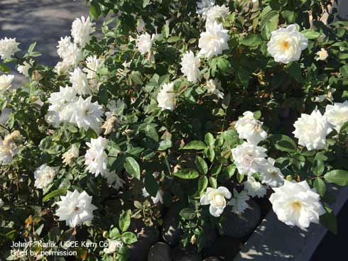 The rose variety Iceberg, a cluster-flowered floribunda.