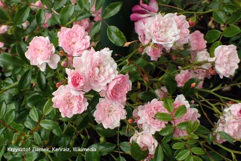 The polyantha rose variety 'The Fairy'.