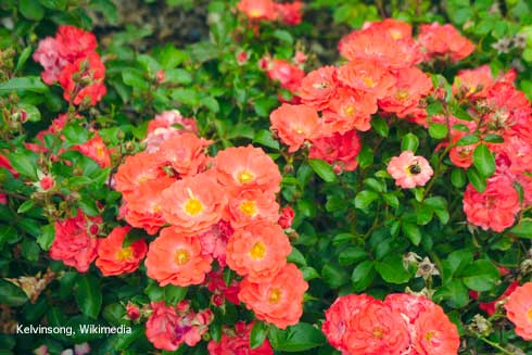 Coral Drift, a mounding landscape shrub rose.