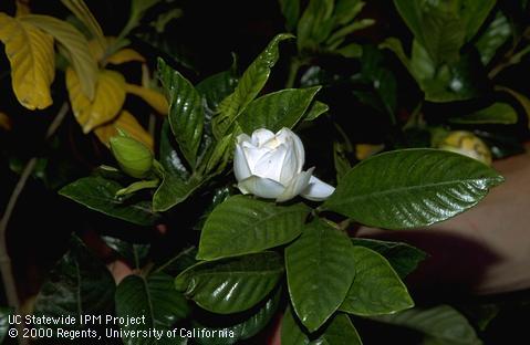 Gardenia foliage and bloom.