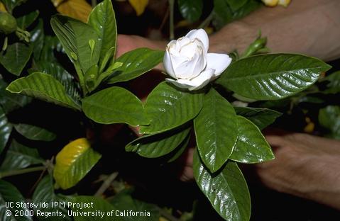 Gardenia foliage and bloom.