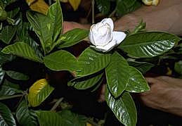 Gardenia leaves and flower