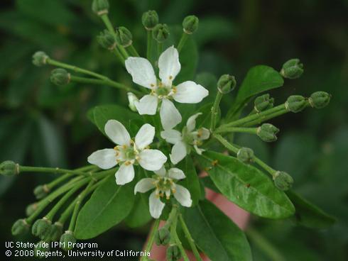 Flowers of choisya, <I>Choisya ternata</I>.