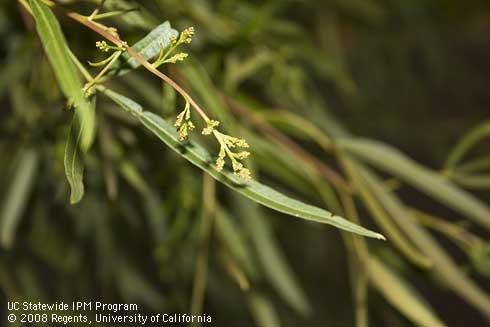 New flowers of Australian willow, <I>Geijera parviflora.</I>.