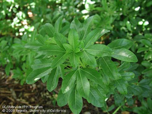 Foliage of choisya, <I>Choisya ternata</I>.