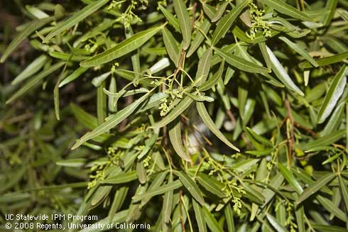 Foliage and new flowers of Australian willow, <I>Geijera parviflora.</I>.