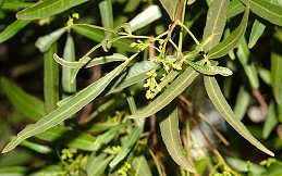 Foliage and flowers