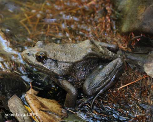 California red-legged frog, <i>Rana draytonii</i>.