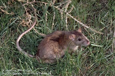 Adult rats, such as this Norway rat and the roof rat below, are much larger than mice.