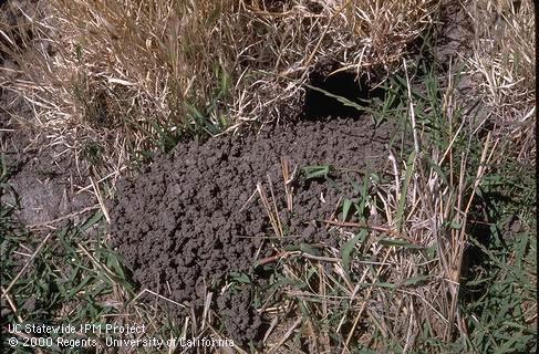 Weedy area of rice field showing habitat holes; . Credit: Jack Kelly Clark
