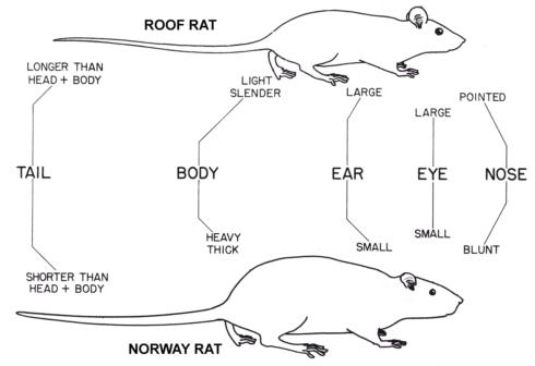 Key characteristics of Norway and roof rats.