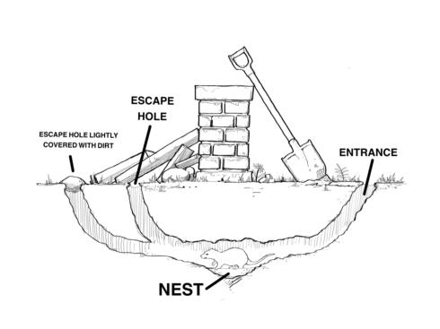 Norway rat burrow with entrance, nest, and escape hole.