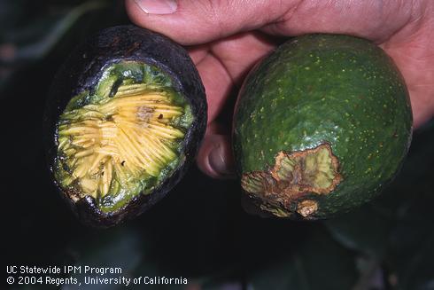 Deep chewing on a ripe, fallen avocado fruit (left) and shallow chewing on a green fruit picked from a tree (right), examples of damage by roof rat, <I>Rattus rattus.</I>.