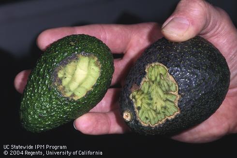 Deep chewing on a ripe, fallen avocado fruit (right) and shallow chewing on a green fruit picked from a tree (left), examples of damage by roof rat, <I>Rattus rattus.</I>.