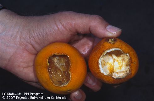 Navel orange fruit with chewing damage from roof rats, <I>Rattus rattus</I>. 