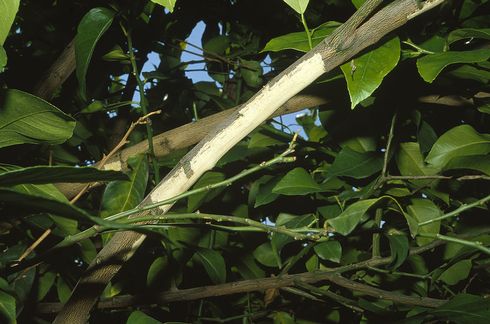 Bark chewed from lemon tree branch by roof rats, <I>Rattuus rattus.</I>  .