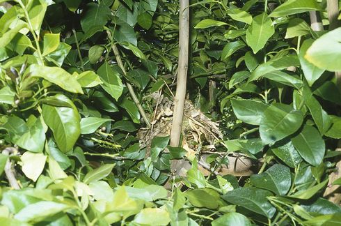 Roof rat, <I>Rattus rattus,</I> nest of dead twigs in lemon tree canopy.  