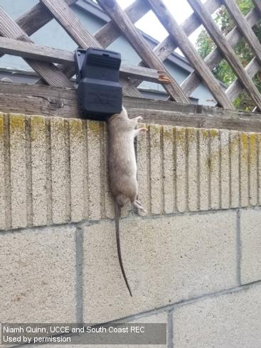 A roof rat, <i>Rattus rattus </i>, caught in a snap trap mounted on top of a fence.