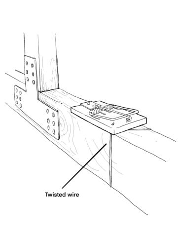 Snap trap secured to a wooden beam with a twisted wire.