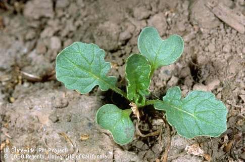 Wild radish seedling, <I>Raphanus raphanistrum </I><TT>.</TT>.