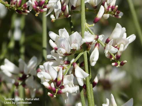 Flowers of bridal veil broom, <i>Retama monosperma.</i>.