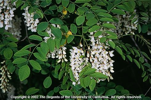 Black locust, <I>Robinia pseudoacacia,</I> flowering branches.  