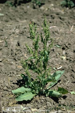 Mature plant of curly dock.