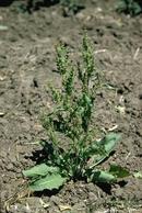 Mature curly dock