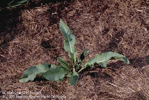 Seedling showing true leaves that are lance-shaped with wavy edges; . Credit: Jack Kelly Clark