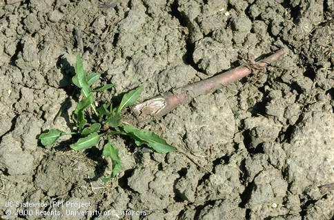 Seedling of curly dock.