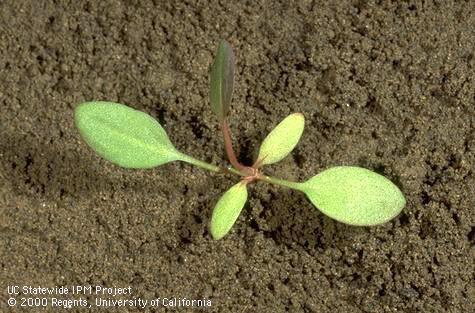 Seedling of curly dock.