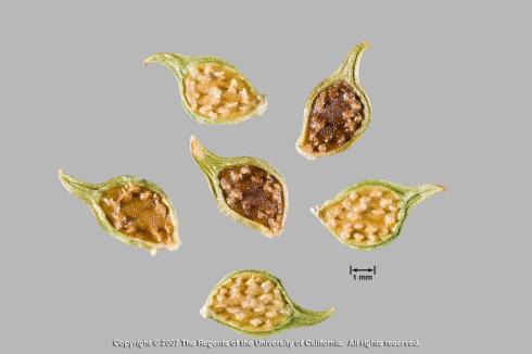 Seeds of roughseed buttercup, <i>Ranunculus muricatus</i>.