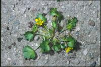 Roughseed buttercup