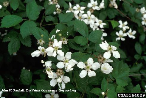 Inflorescence of Himalayan blackberry, <i>Rubus armeniacus</i>.