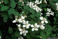 Himalayan blackberry flowers.