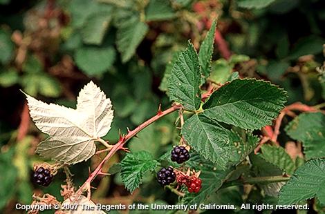 Himalaya blackberry, <I>Rubus armeniacus,</I> fruit and whitish color on back of leaflet. 