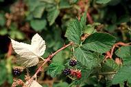 Himalaya blackberry, Rubus armeniacus, fruit and whitish color on back of leaflet.