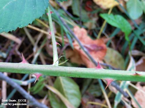 Thorny stems of Himalayan blackberry, <i>Rubus armeniacus</i>.