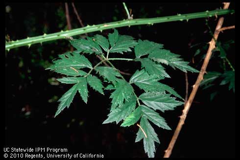 Leaves of cutleaf blackberry, <i>Rubus laciniatus.</i>.