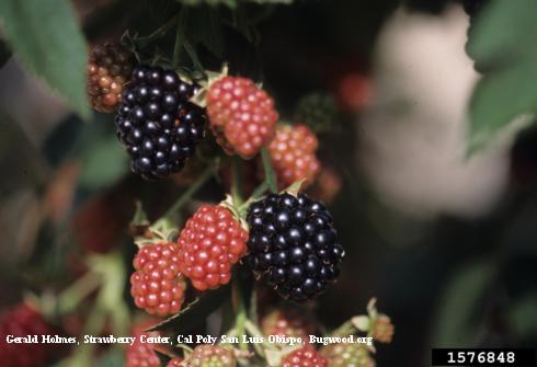 Blackberry fruit, <i>Rubus</i> sp.