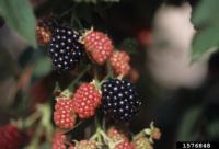 Blackberry fruit.