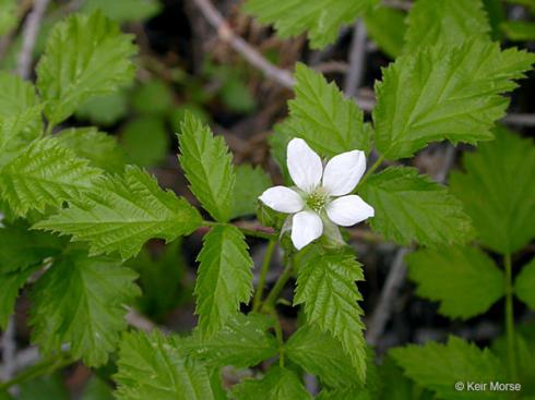 Leaves and inflorescence of California blackberry, <i>Rubus ursinus</i>.