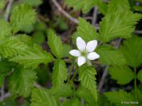 Leaves and flower of California blackberry.