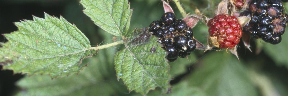 Leaflet and fruit of wild blackberry. Credit: Suzanne Paisley