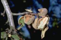 Photo of Hull rot of almonds