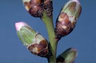 Pink bud stage of reproductive growth of almond.