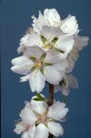 Full bloom stage of almond bloom.